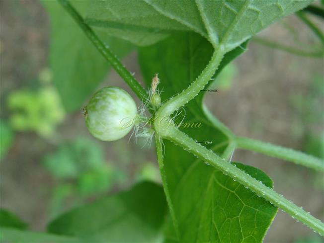  Stem and Petiole scabrid